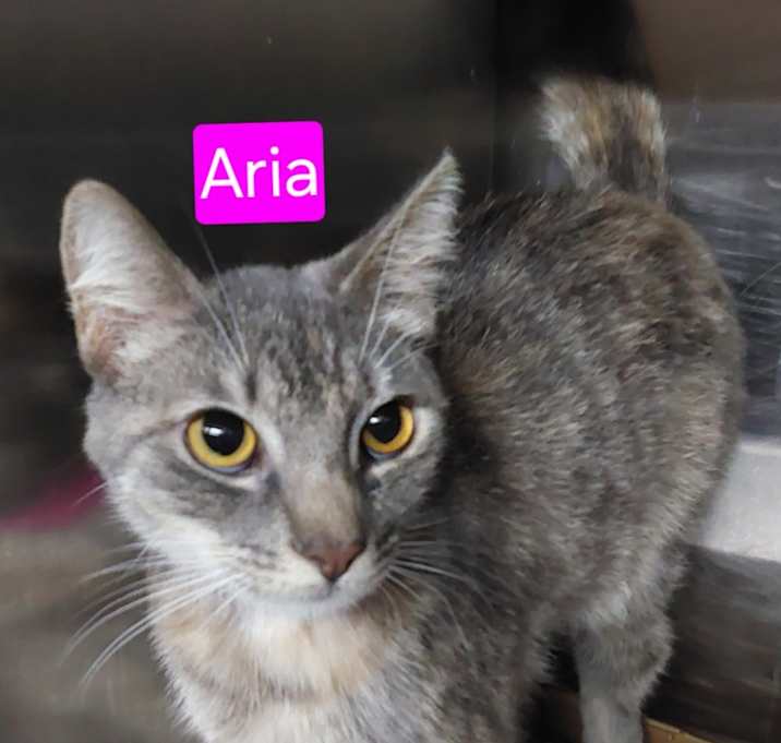 Photo of Aria
