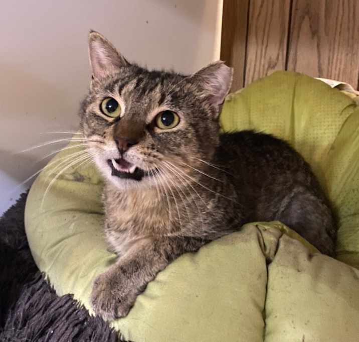 Photo of Stumpy
