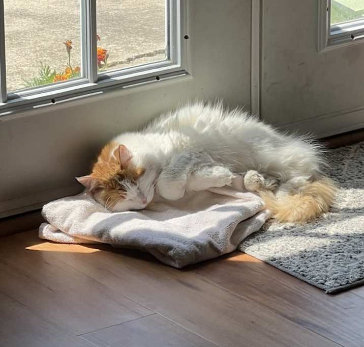 Photo of miss kitty