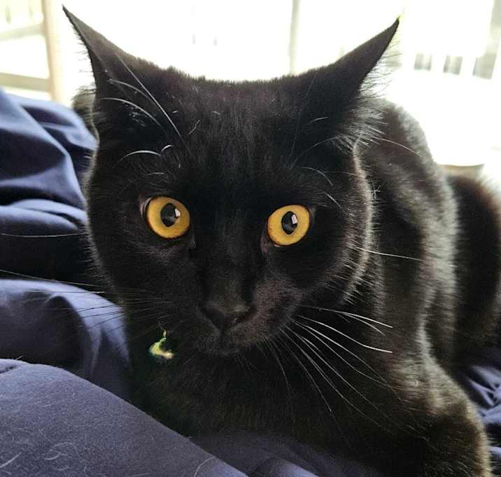 Photo of Catpuchino