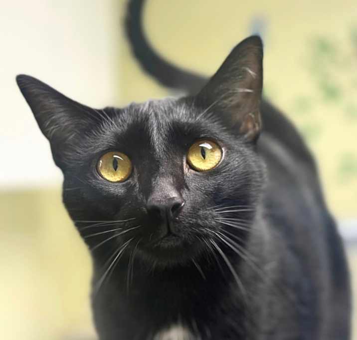 Photo of Smokey