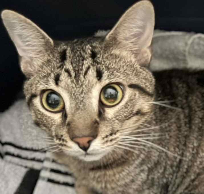 Photo of Milo Boy