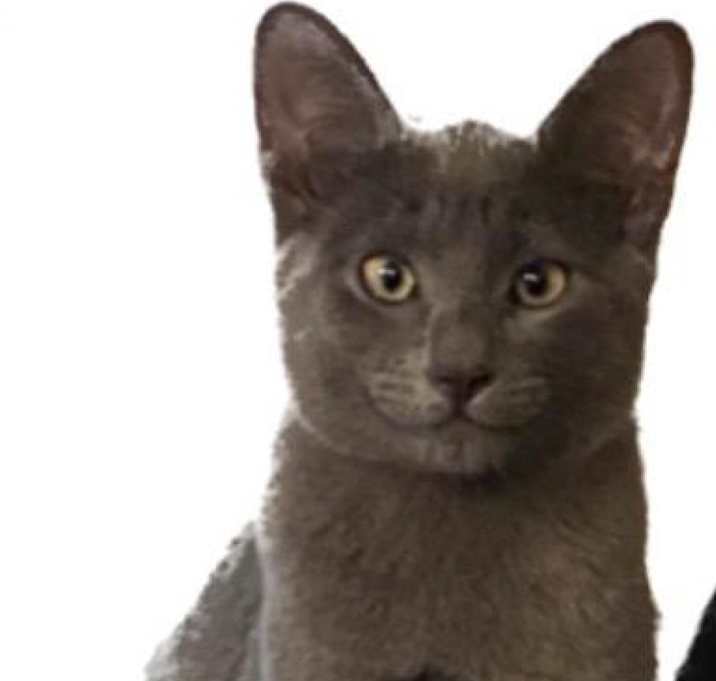 Photo of Ash