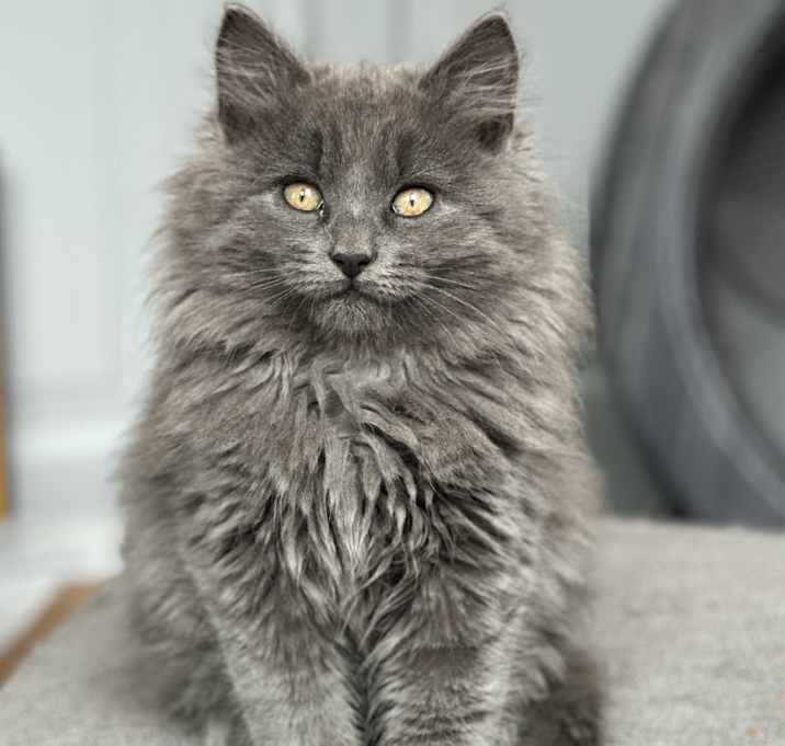 Photo of Mishka