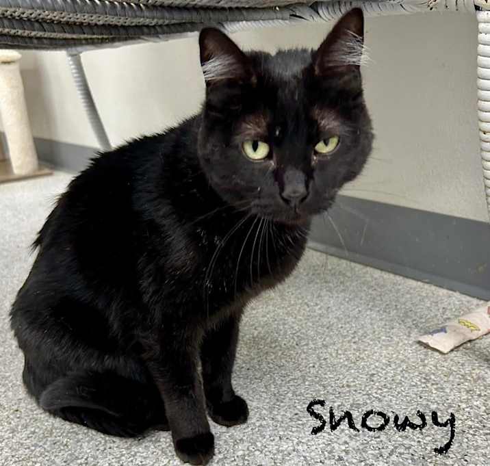 Photo of Snowy
