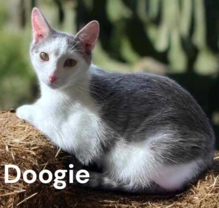Photo of Doogie
