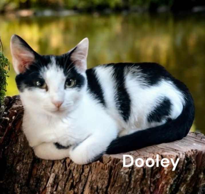 Photo of Dooley