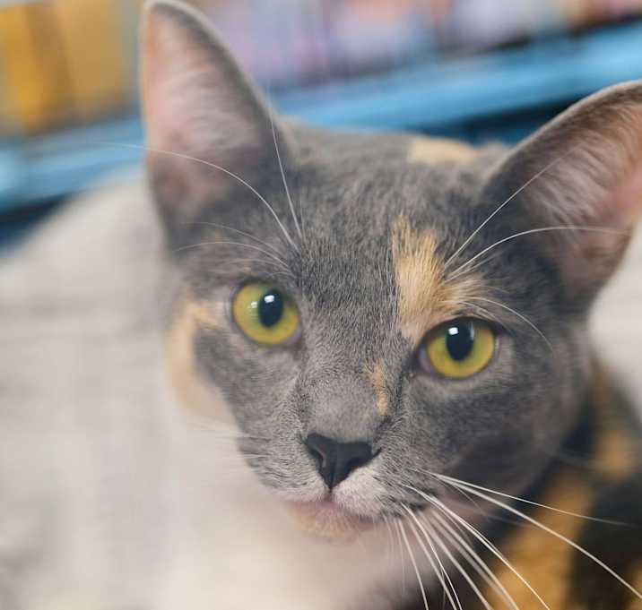 Photo of Asta