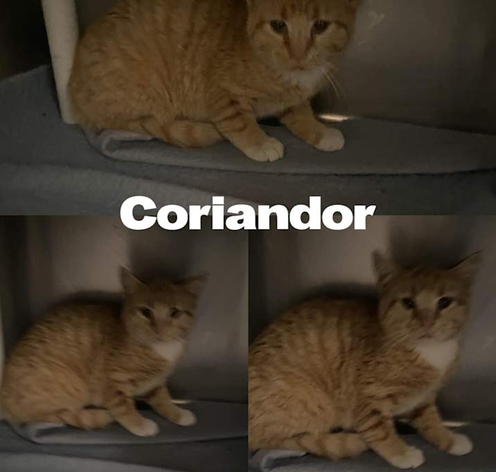Photo of Coriander