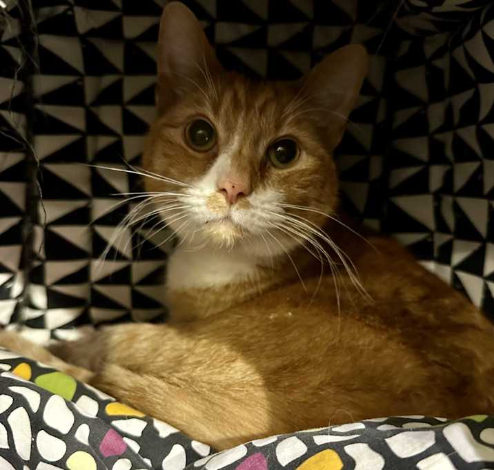 Photo of Socks