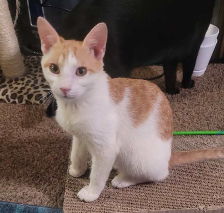 Photo of Quill
