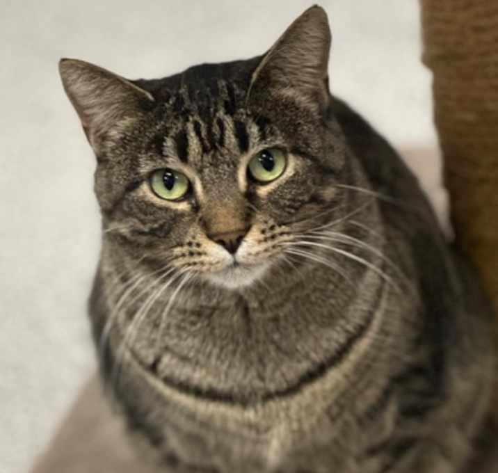 Photo of Lilac