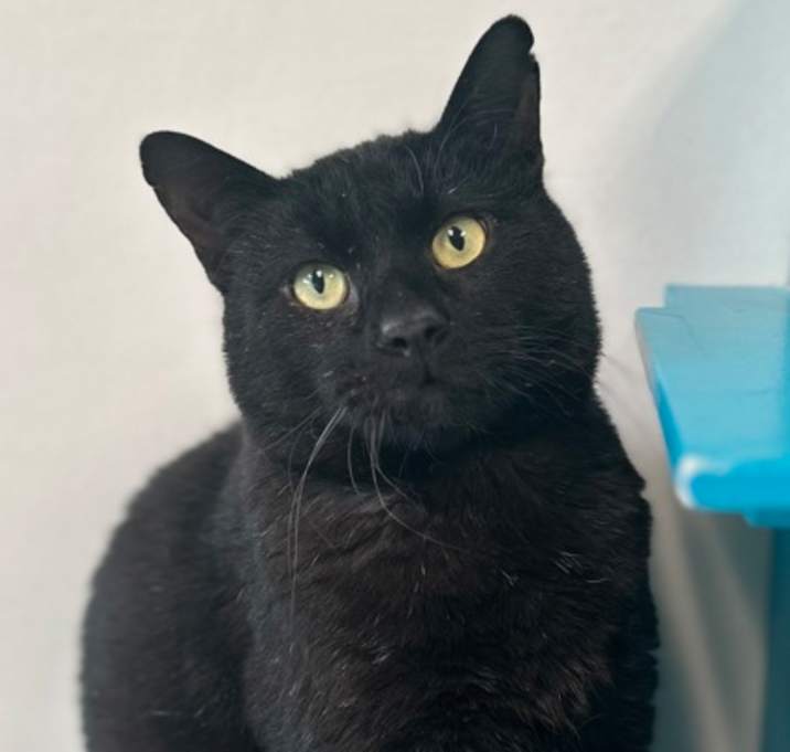 Photo of Clipper - FIV