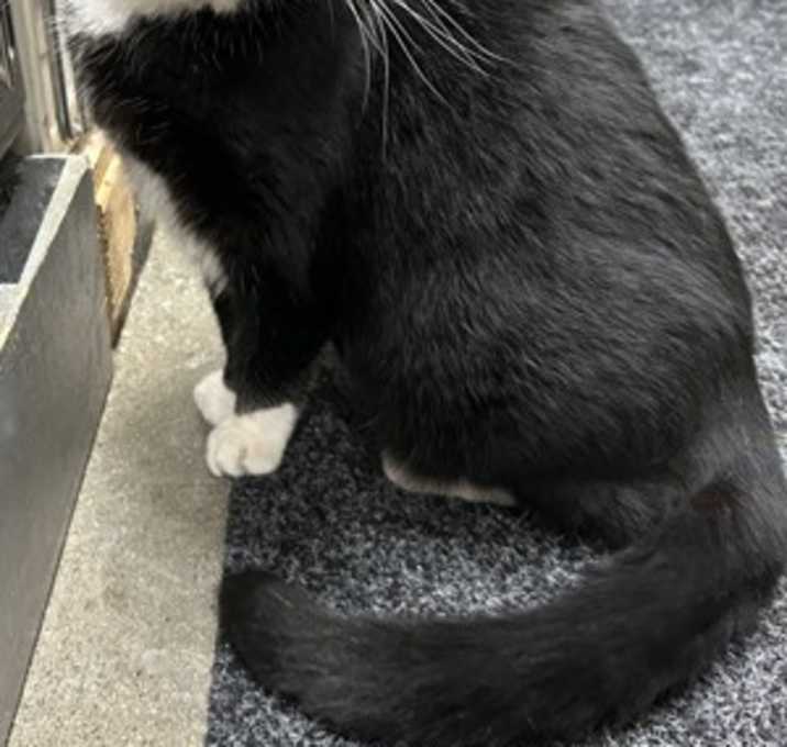 Photo of Shadow