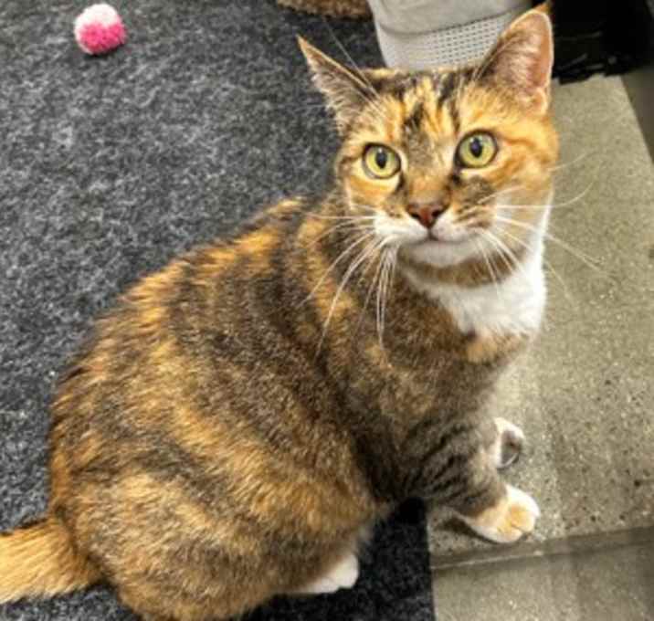 Photo of Nala