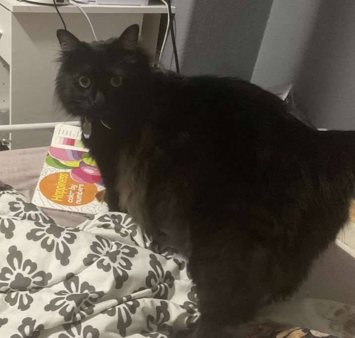 Photo of Coco