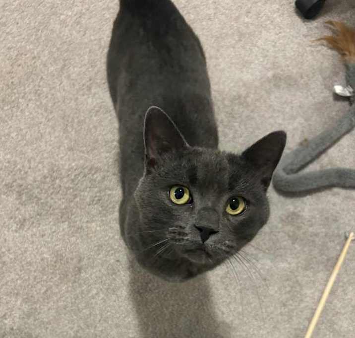 Photo of Smokey