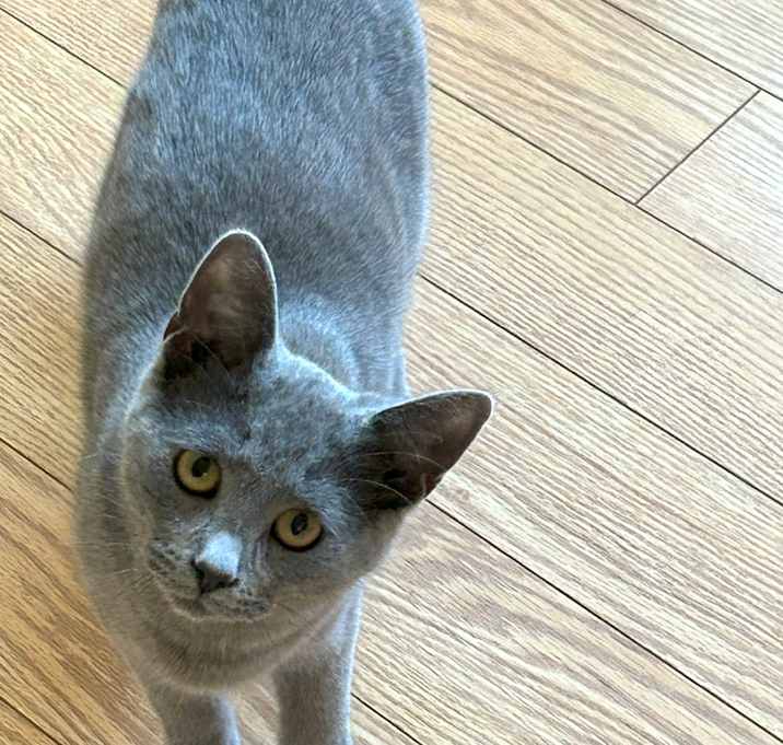 Photo of Cinder
