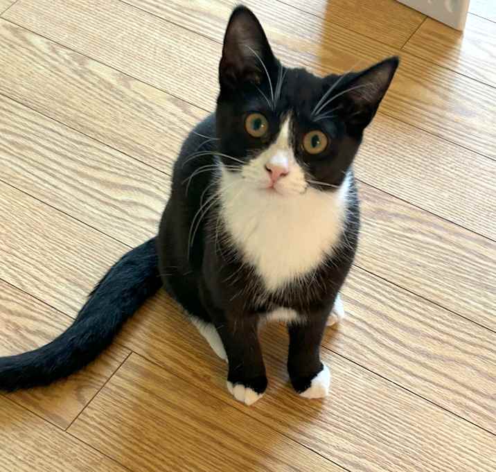 Photo of Pixie