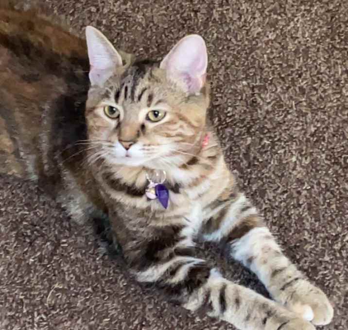 Photo of Olive