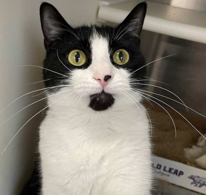 Photo of Whiskey