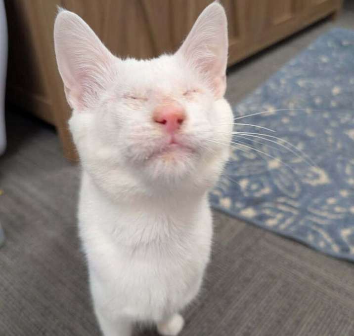 Photo of Possum