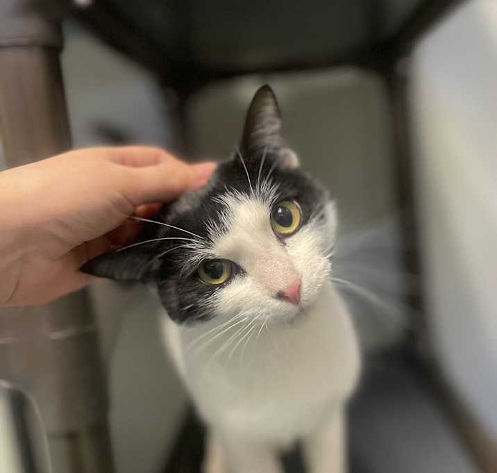 Photo of BeeGee