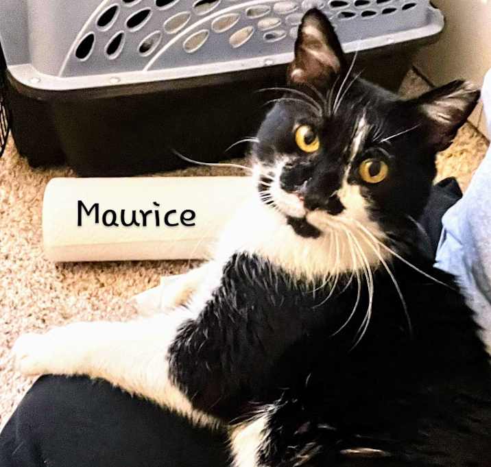 Photo of Maurice