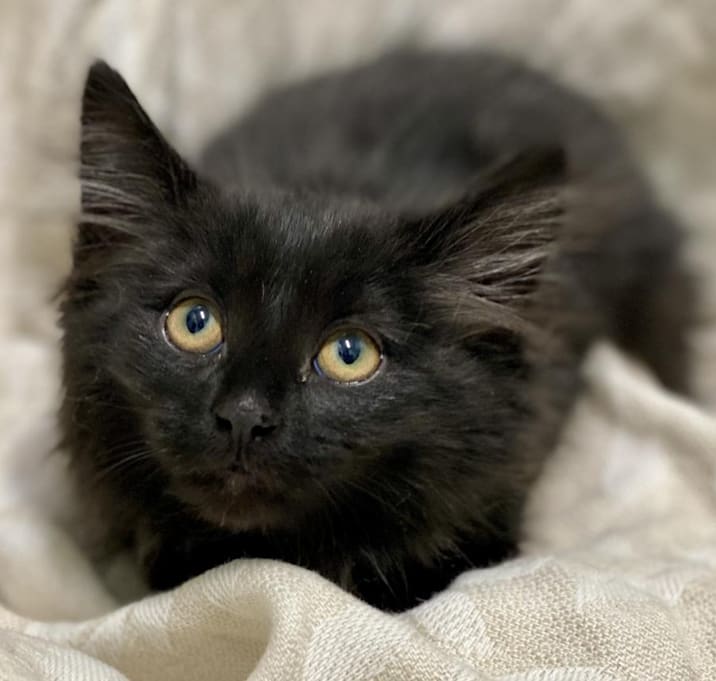 Photo of Jet
