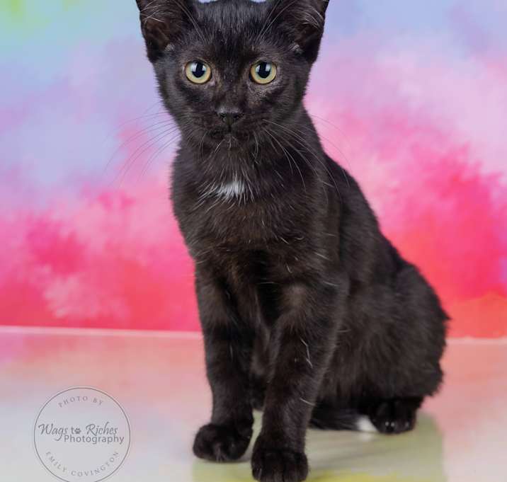 Photo of Tippy