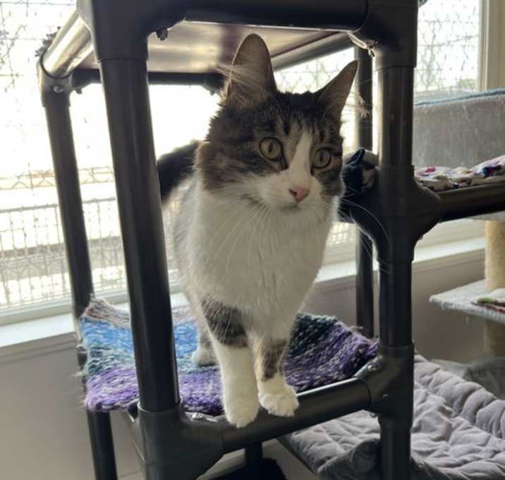 Photo of Sweet Pea