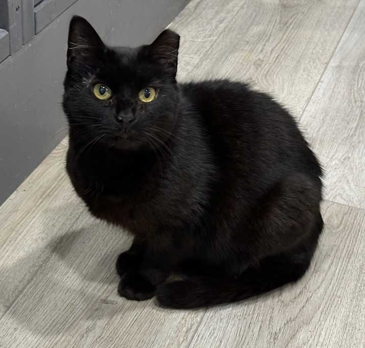 Photo of Black Velvet