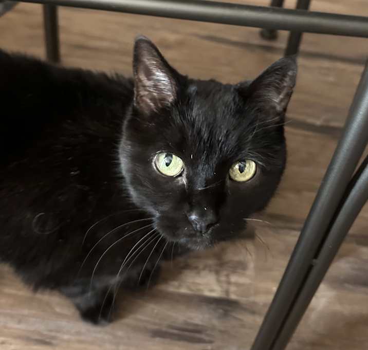 Photo of Tiger/Angel