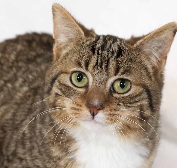 Photo of Cookie