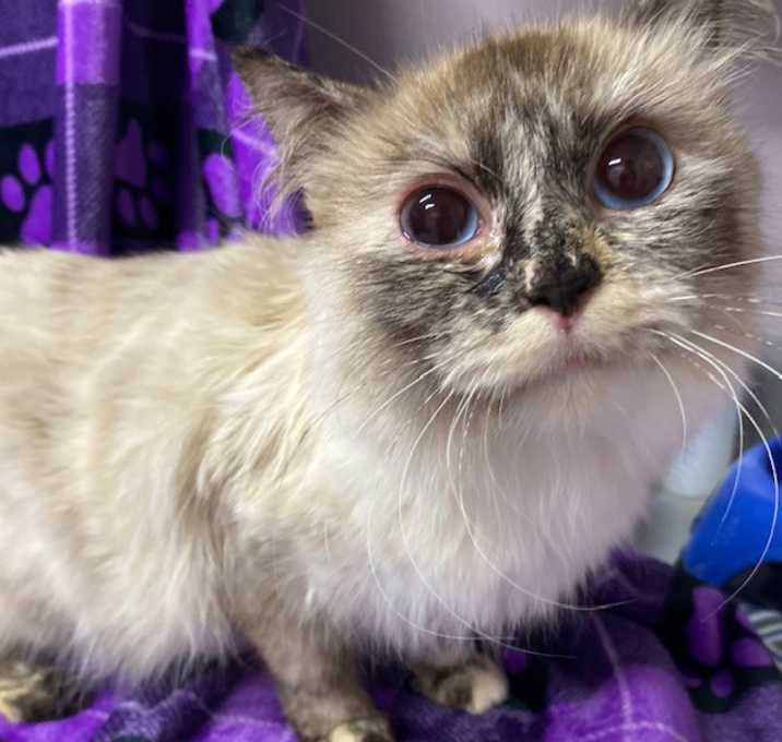 Photo of Sapphire