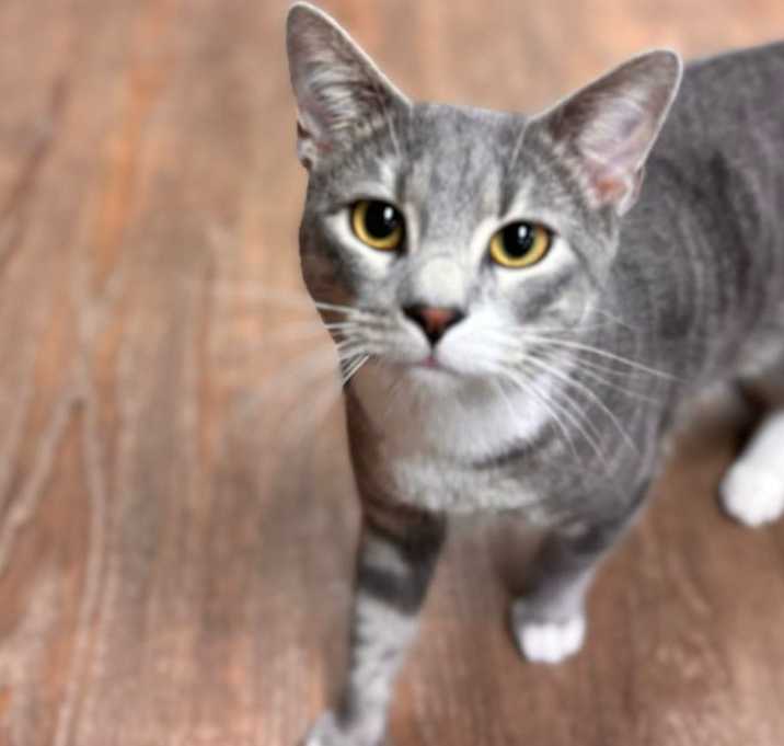 Photo of Dusty