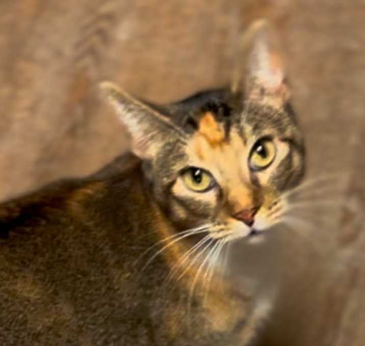 Photo of Bonita