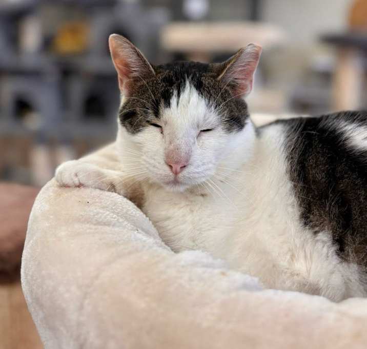 Photo of Ajax