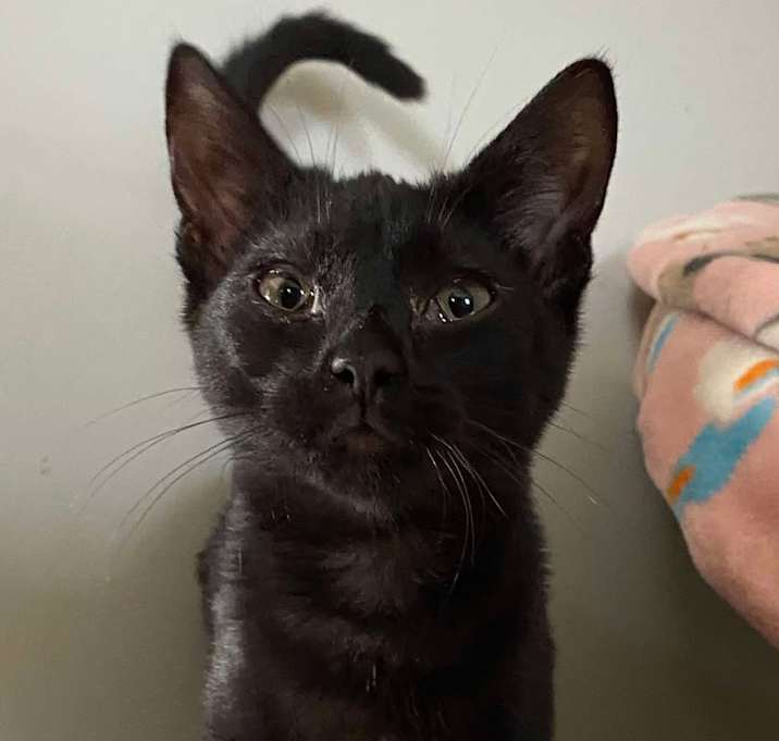 Photo of Remy