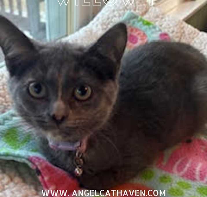 Photo of Willow 1