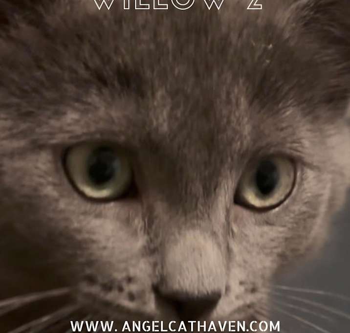 Photo of Willow 2