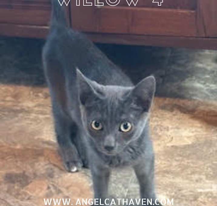 Photo of Willow 4
