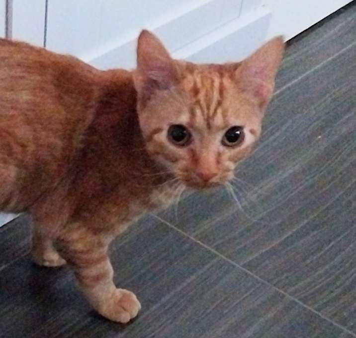 Photo of Sunkist