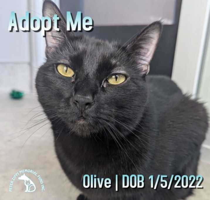 Photo of Olive