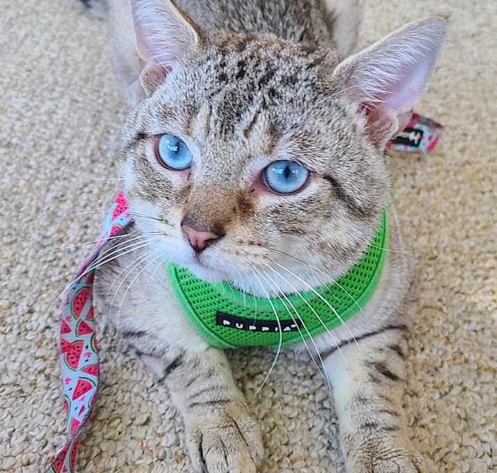 Photo of Clover-Adoption Pending