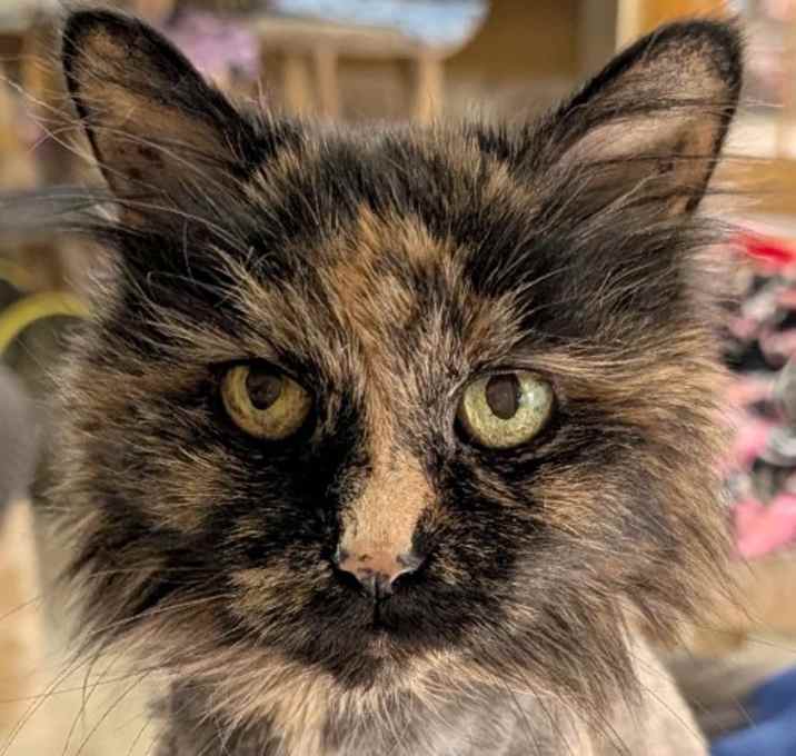 Photo of Mocha