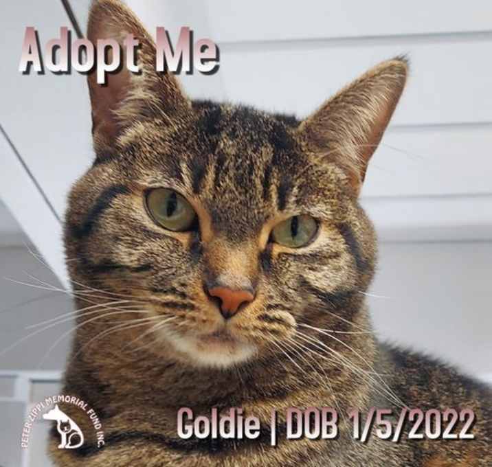 Photo of Goldie