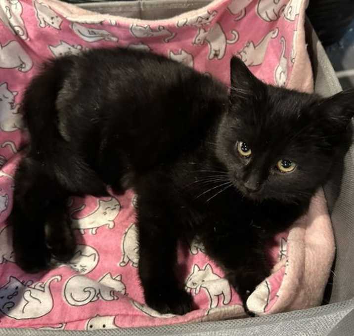 Photo of Truffle (kitten)