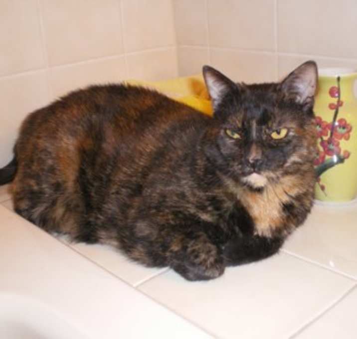 Photo of Lucy - Available in Foster