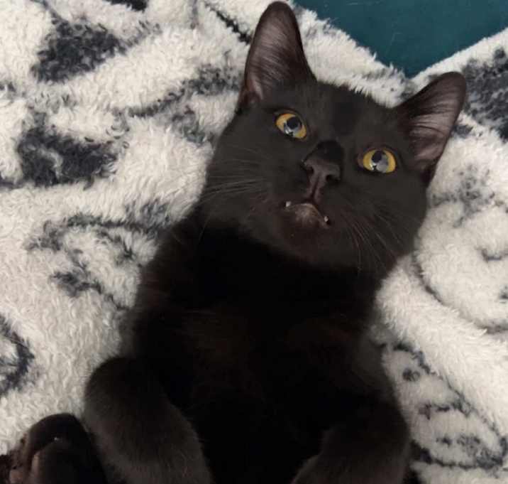Photo of Mini Chocolate Chip  (Chip) - bonded with mama, Ceecee